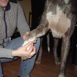 Akupunkturbehandlung beim hund
